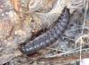 Thanatophilus sp.